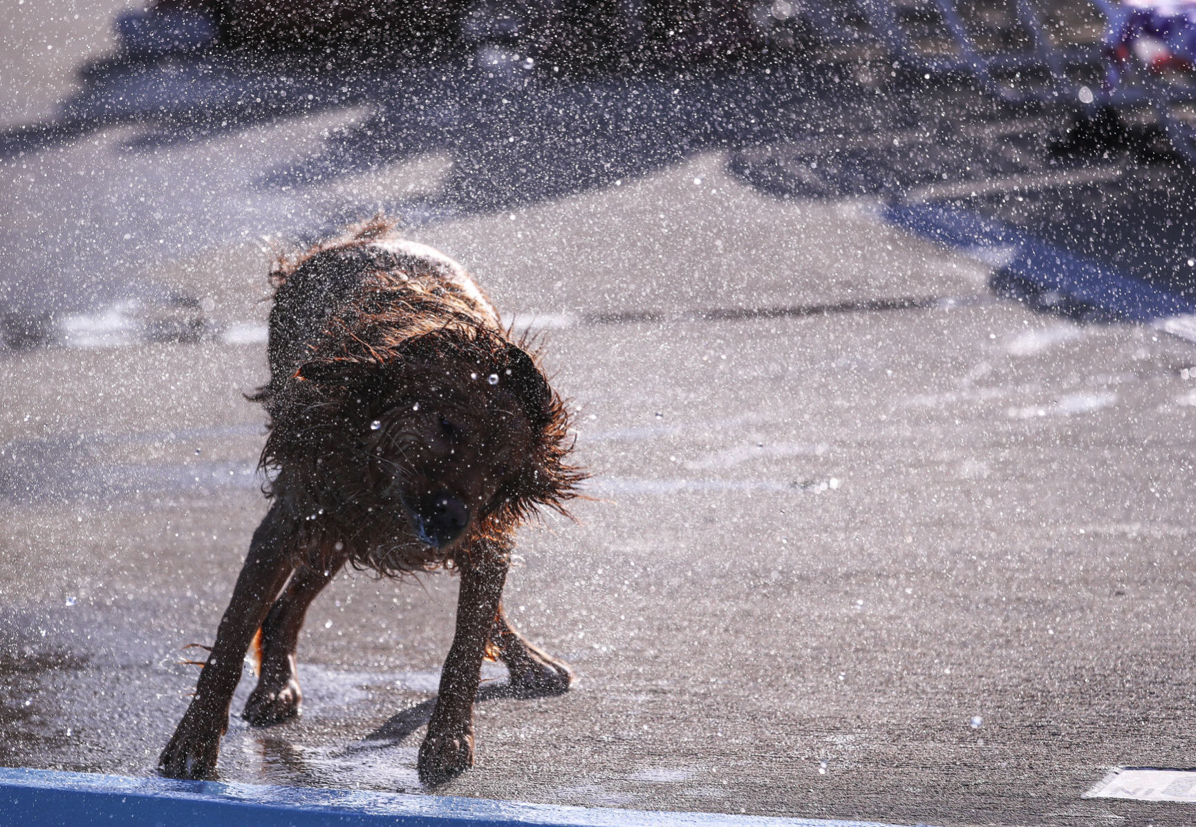 Doggie Dip 7